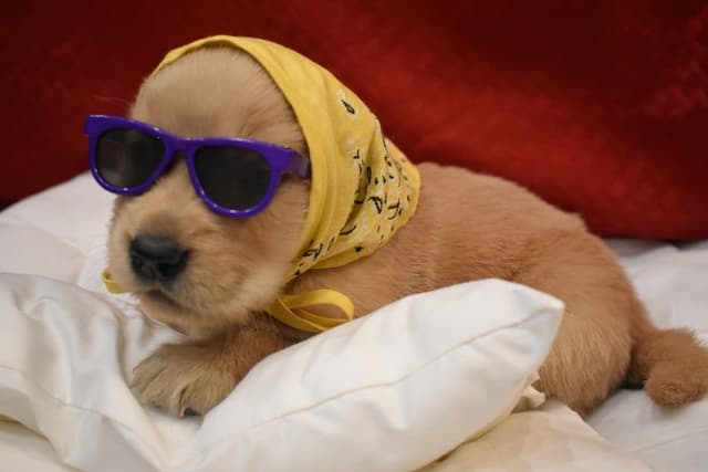 Golden Retriever Puppies media 9