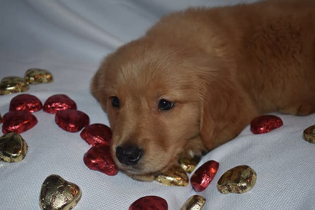 Golden Retriever Puppies media 11