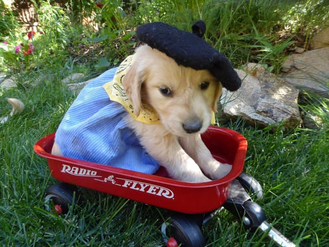 Golden Retriever Puppies media 12