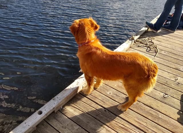 Golden Retriever Puppies media 13