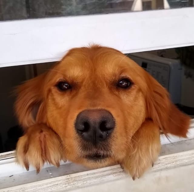 Golden Retriever Puppies media 14