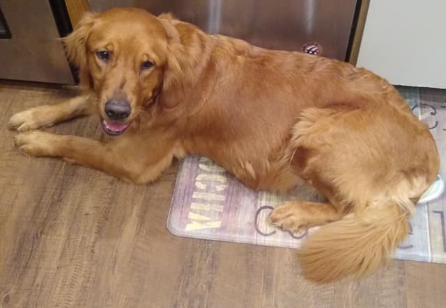 Golden Retriever Puppies media 15