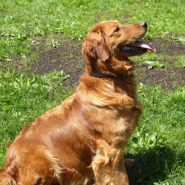 Golden Retriever Puppies media 16