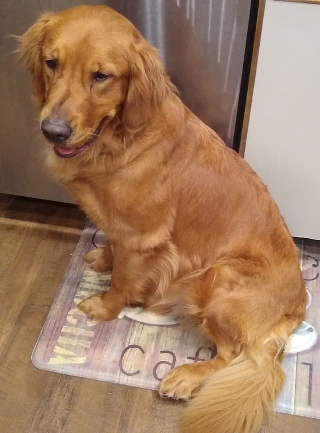Golden Retriever Puppies media 17