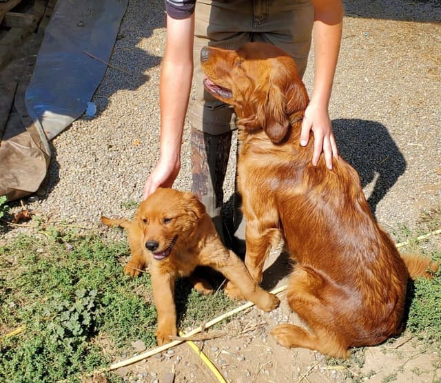 Golden Retriever Puppies media 18