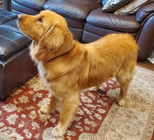 Golden Retriever Puppies media 21