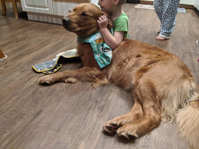 Golden Retriever Puppies media 22
