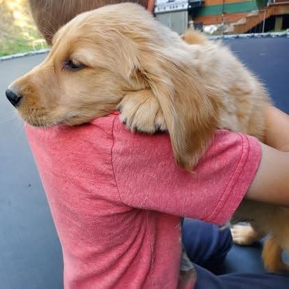 Golden Retriever Puppies media 23