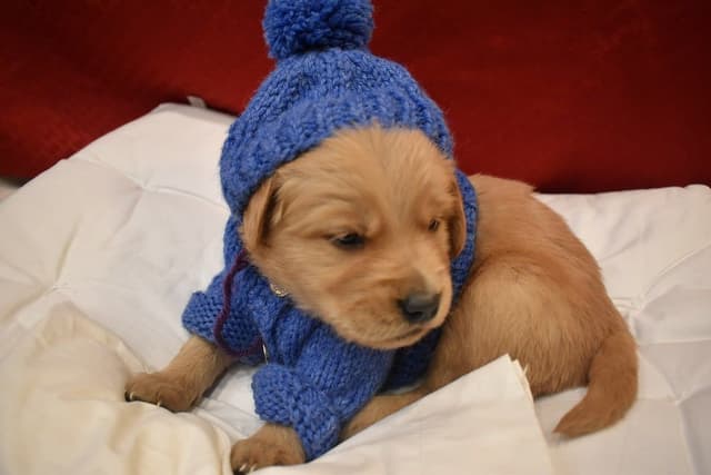 Golden Retriever Puppies media 24