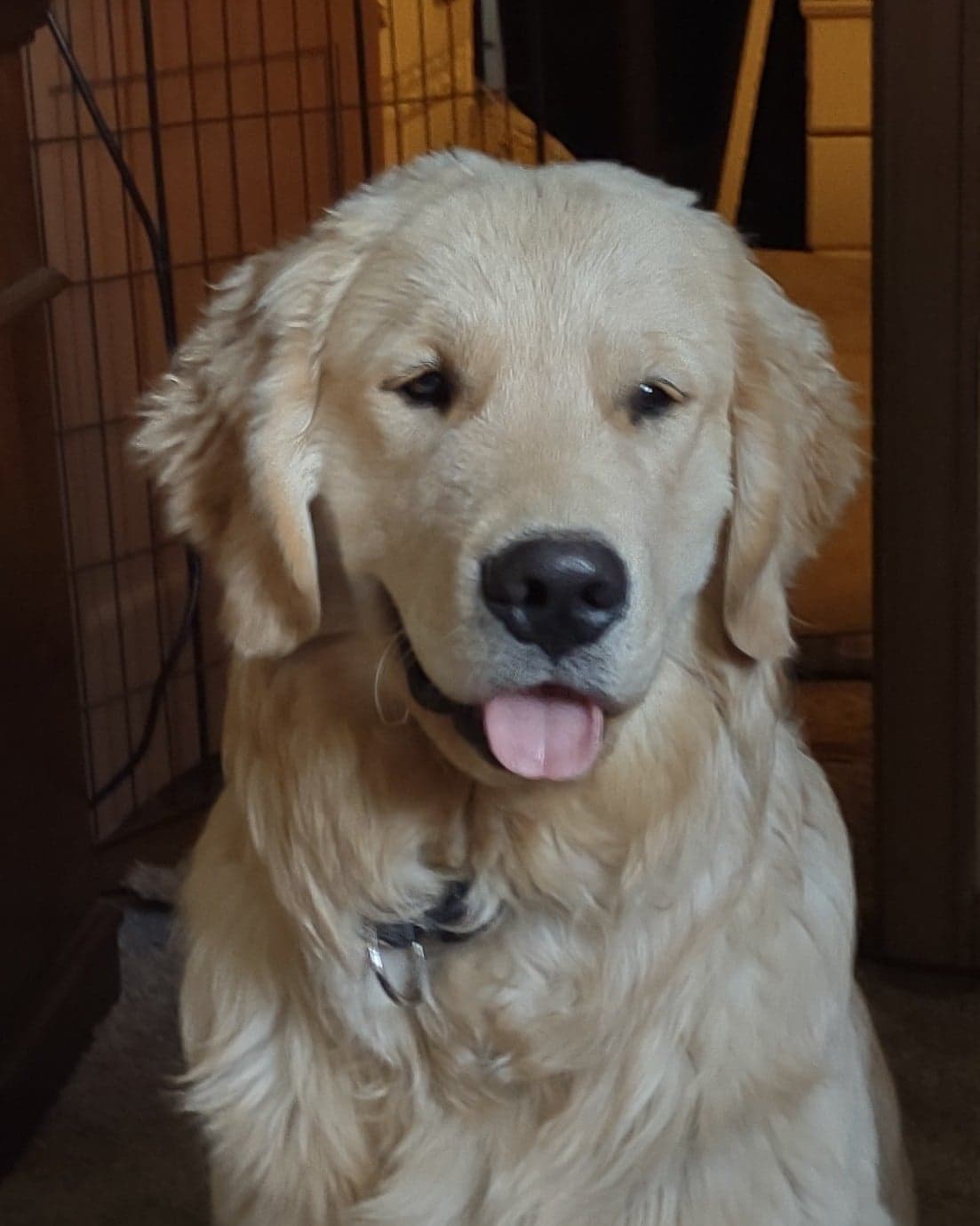 Golden Retriever Puppies breeder image 1