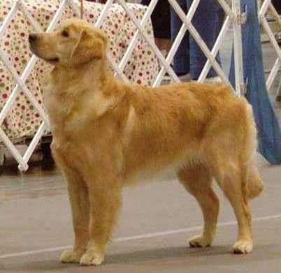 Golden Retriever Puppies breeder image 2