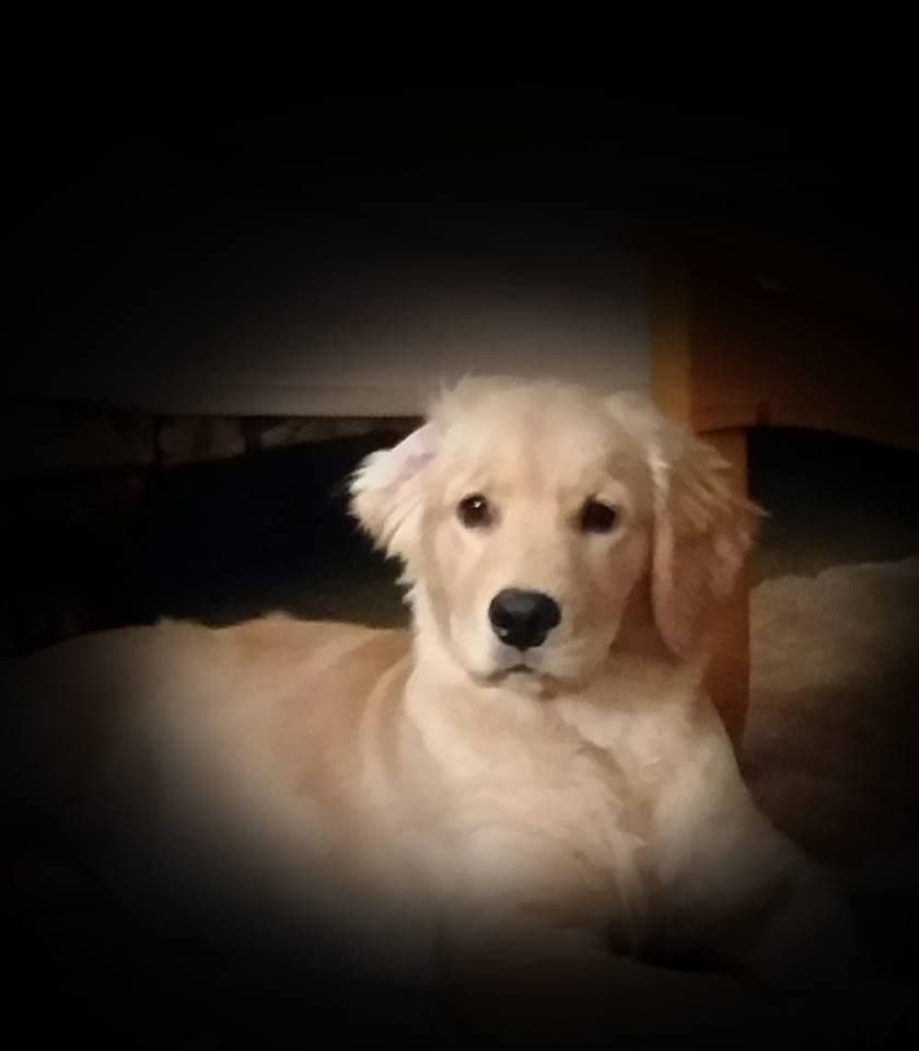 Golden Retriever Puppies breeder image 3