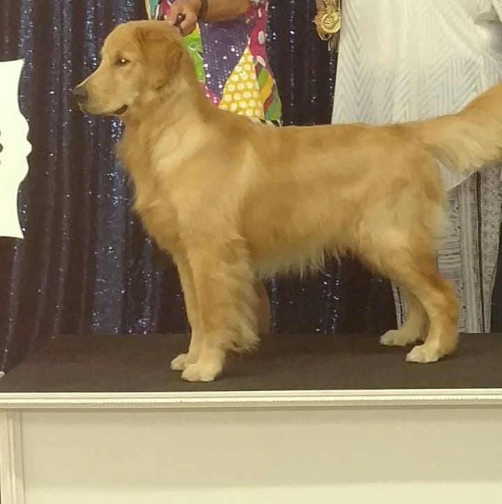 Golden Retriever Puppies breeder image 4