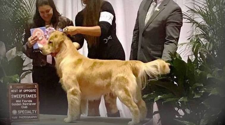 Golden Retriever Puppies breeder image 5