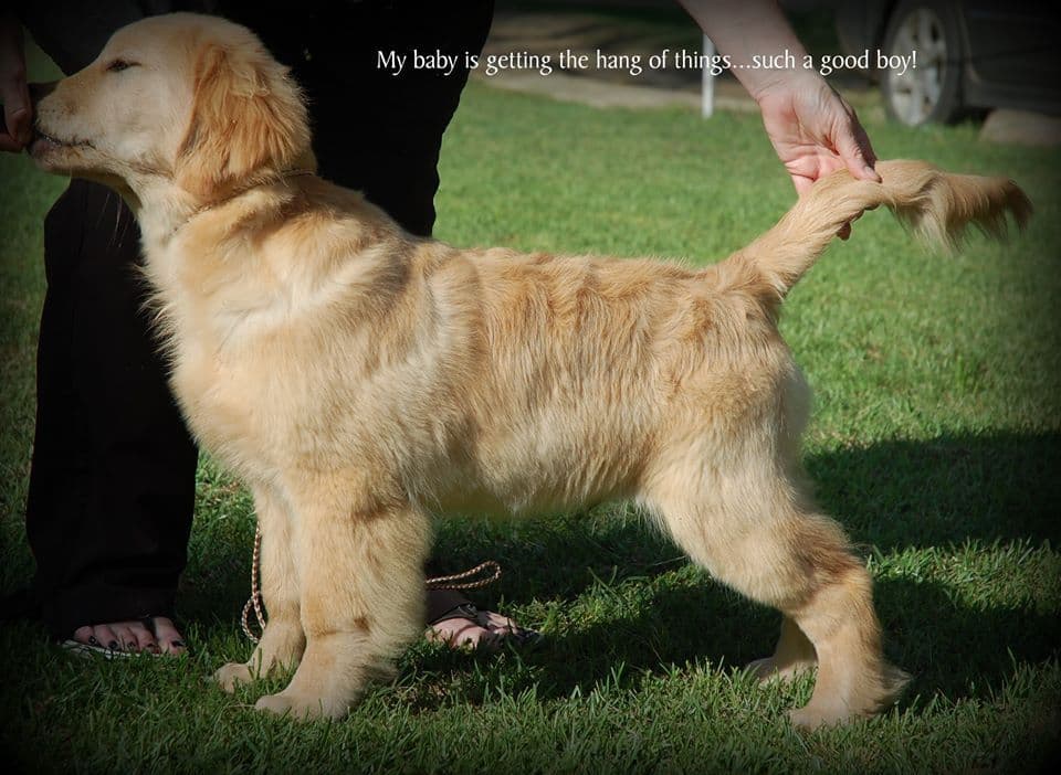 Golden Retriever Puppies breeder image 7
