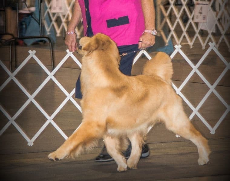 Golden Retriever Puppies breeder image 8
