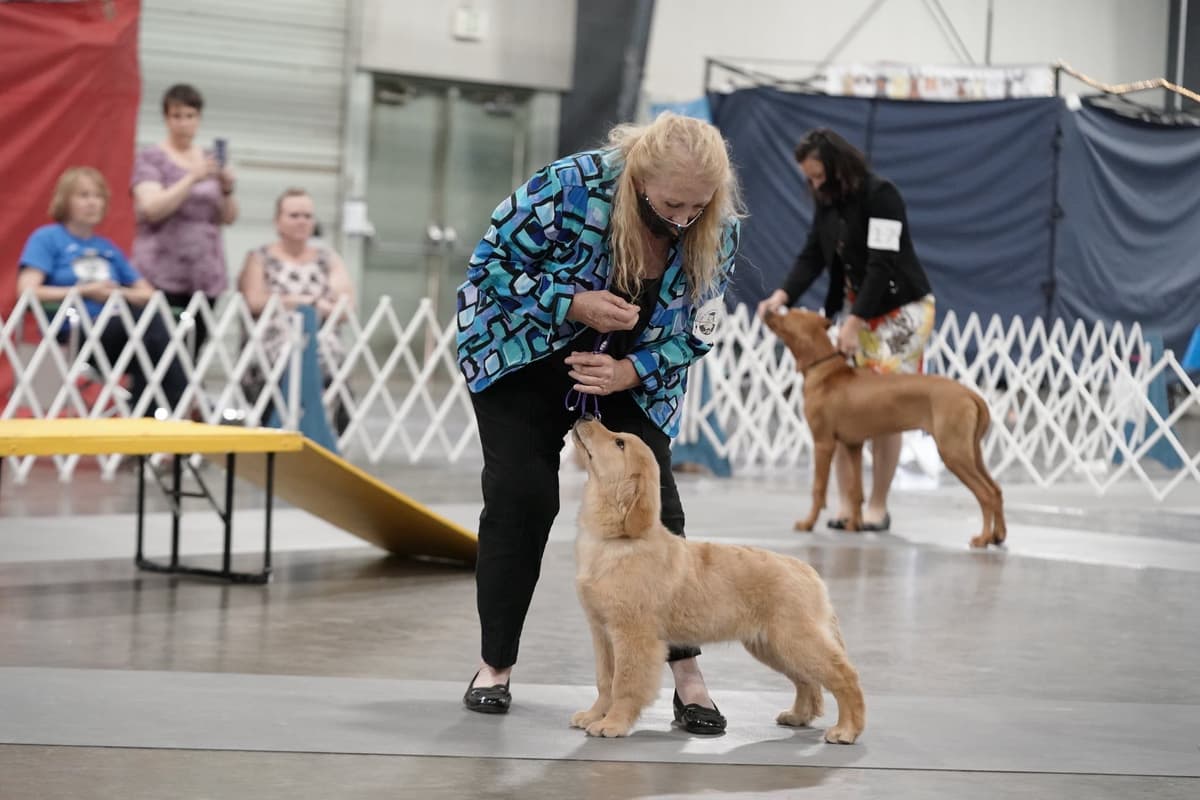 Golden Retriever Puppies breeder image 10