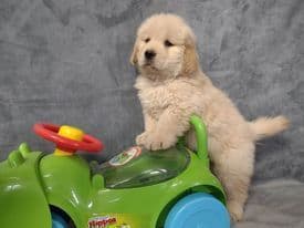 Golden Retriever Puppies breeder image 12