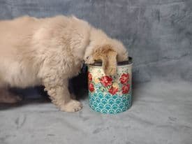 Golden Retriever Puppies breeder image 15