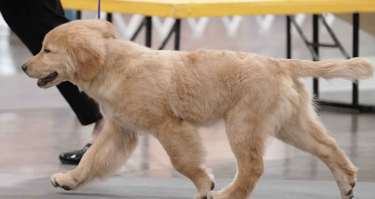 Golden Retriever Puppies breeder image 13