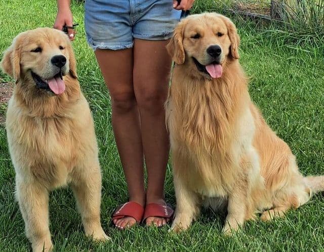 Golden Retriever Puppies breeder image 14