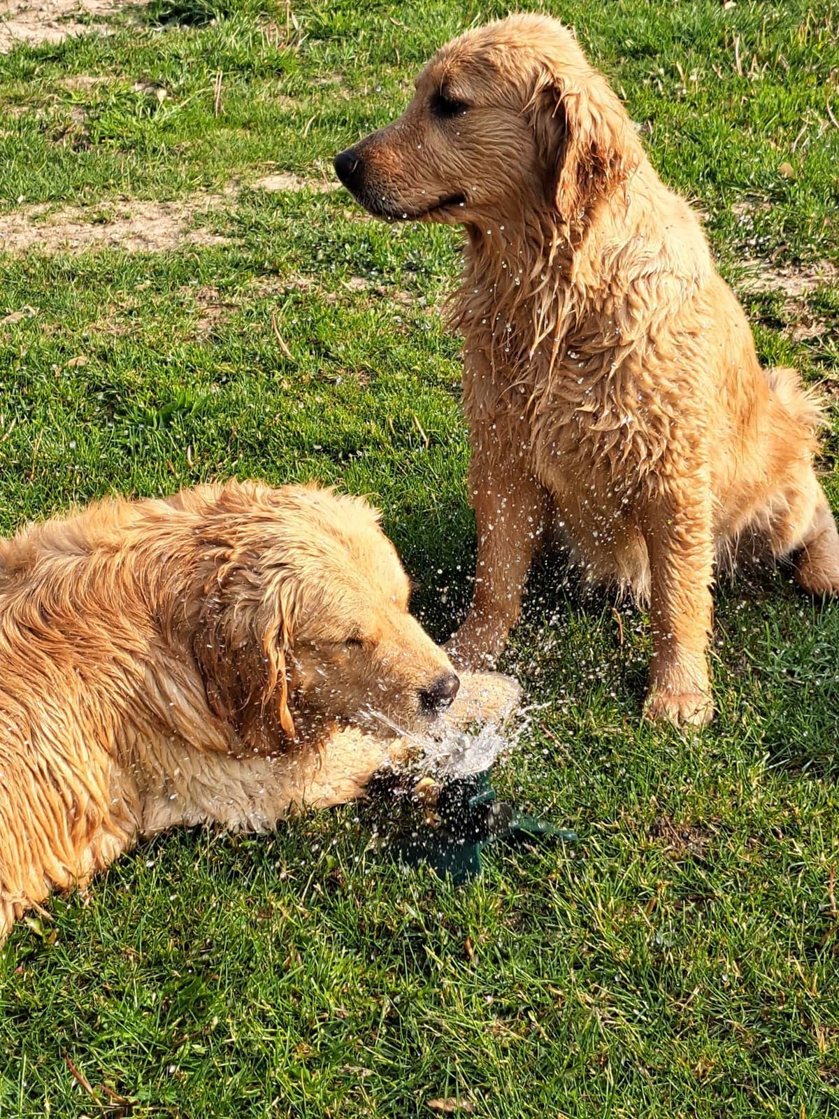 Golden Retriever Puppies breeder image 16