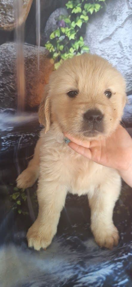 Golden Retriever Puppies media 9