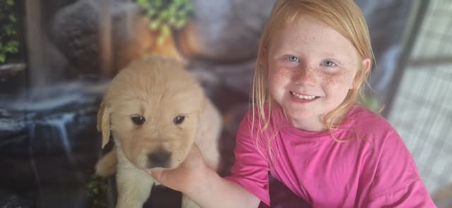 Golden Retriever Puppies media 6