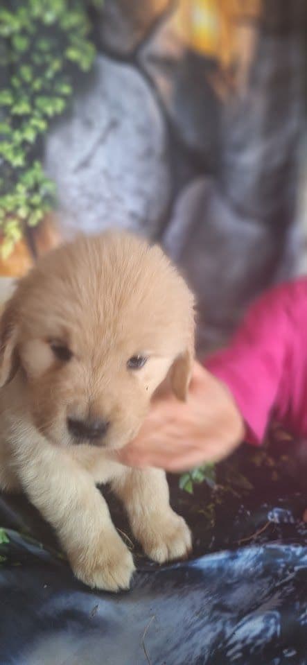 Golden Retriever Puppies media 10