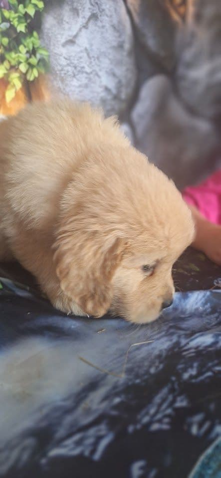 Golden Retriever Puppies media 11