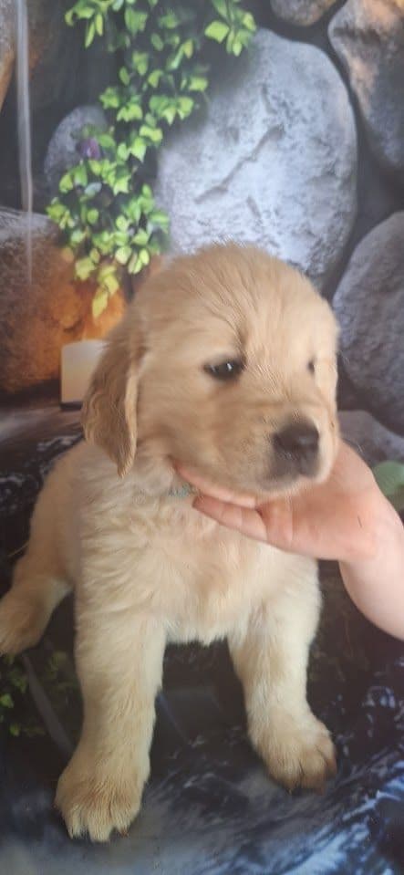 Golden Retriever Puppies media 12