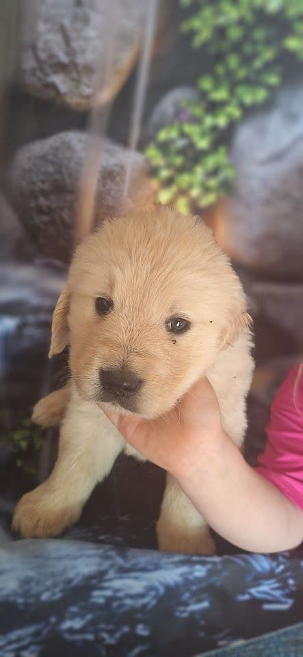 Golden Retriever Puppies media 13