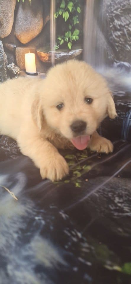 Golden Retriever Puppies media 14