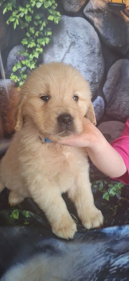 Golden Retriever Puppies media 15
