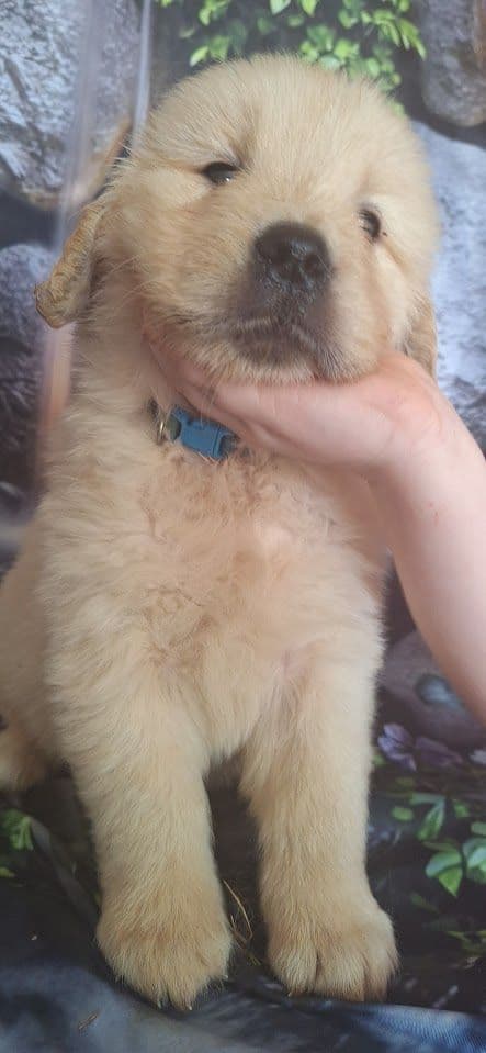 Golden Retriever Puppies media 16