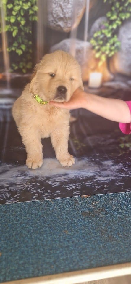 Golden Retriever Puppies media 17