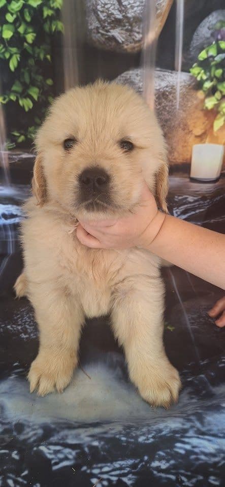 Golden Retriever Puppies media 18