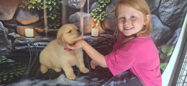 Golden Retriever Puppies media 8