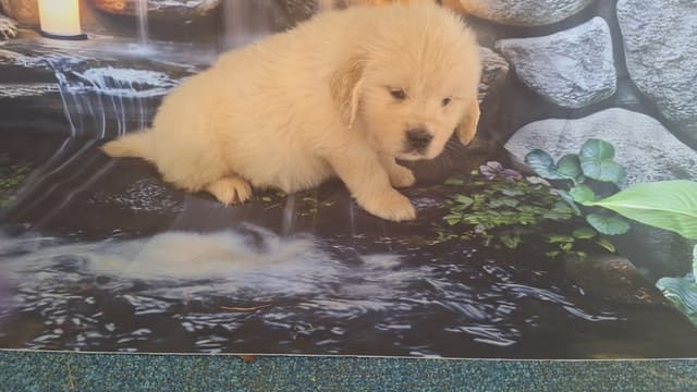 Golden Retriever Puppies media 19