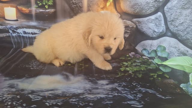 Golden Retriever Puppies media 20