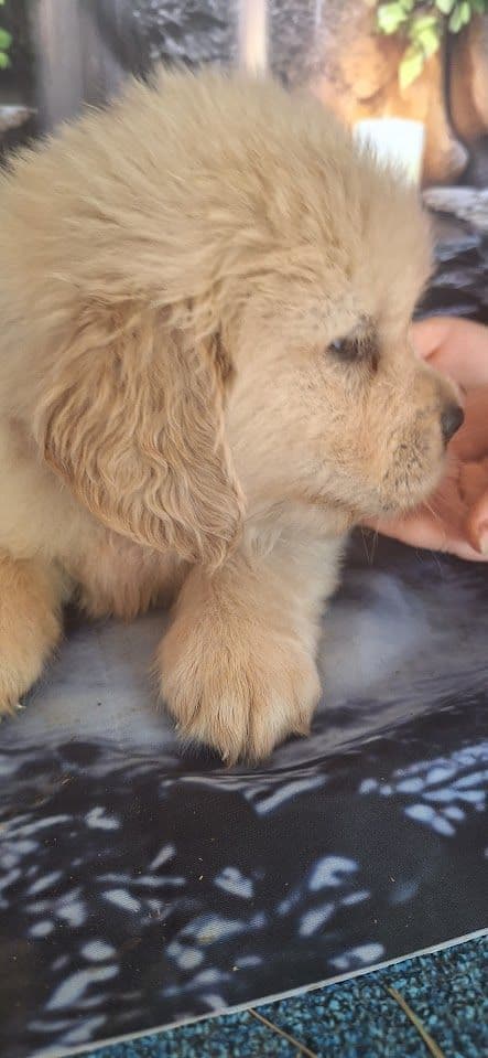 Golden Retriever Puppies media 22