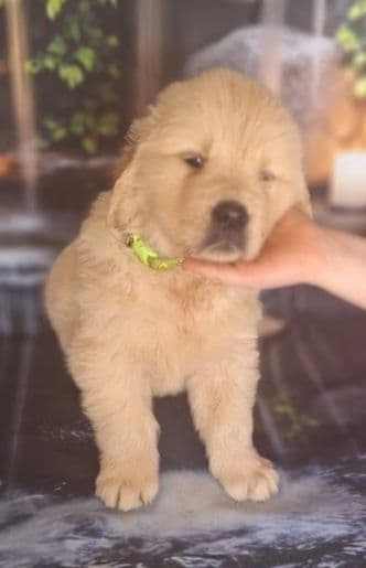 Golden Retriever Puppies media 21