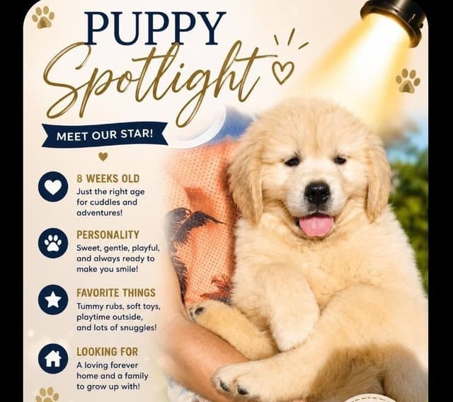 Golden Retriever Puppies media 2