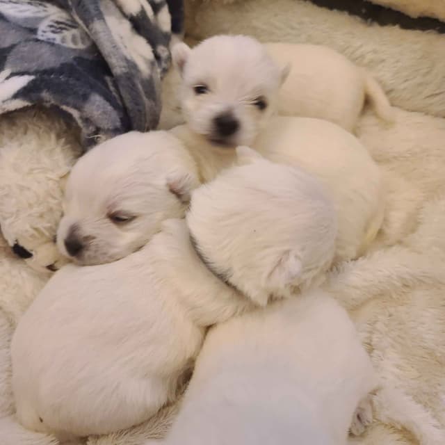 West Highland White Terrier Puppies media 2