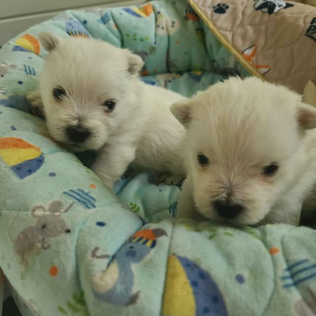 West Highland White Terrier Puppies media 3
