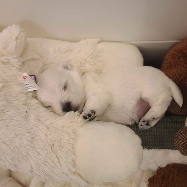 West Highland White Terrier Puppies media 4