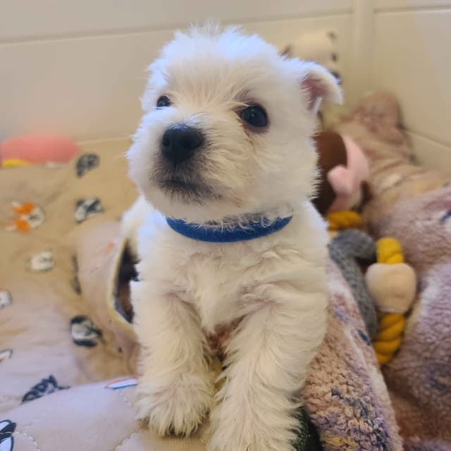 West Highland White Terrier Puppies media 5