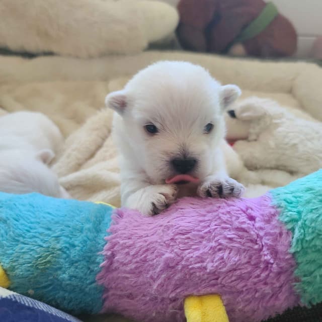 West Highland White Terrier Puppies media 6