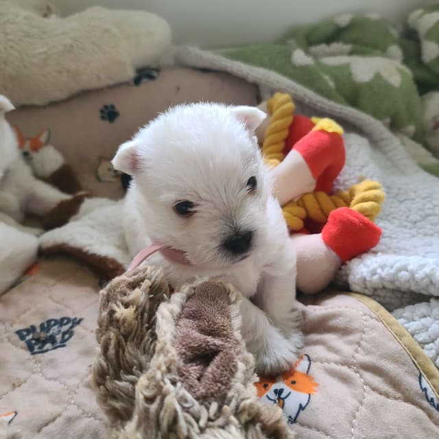 West Highland White Terrier Puppies media 7