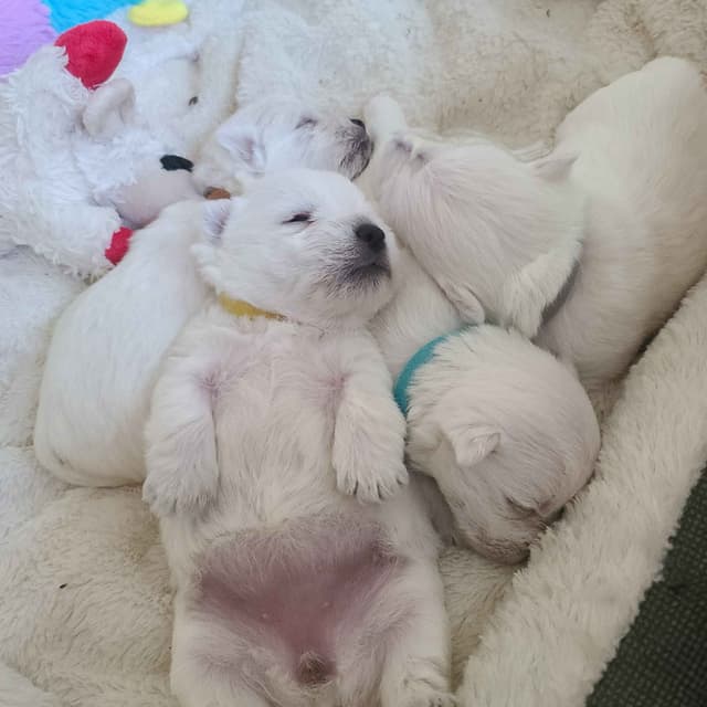 West Highland White Terrier Puppies media 9